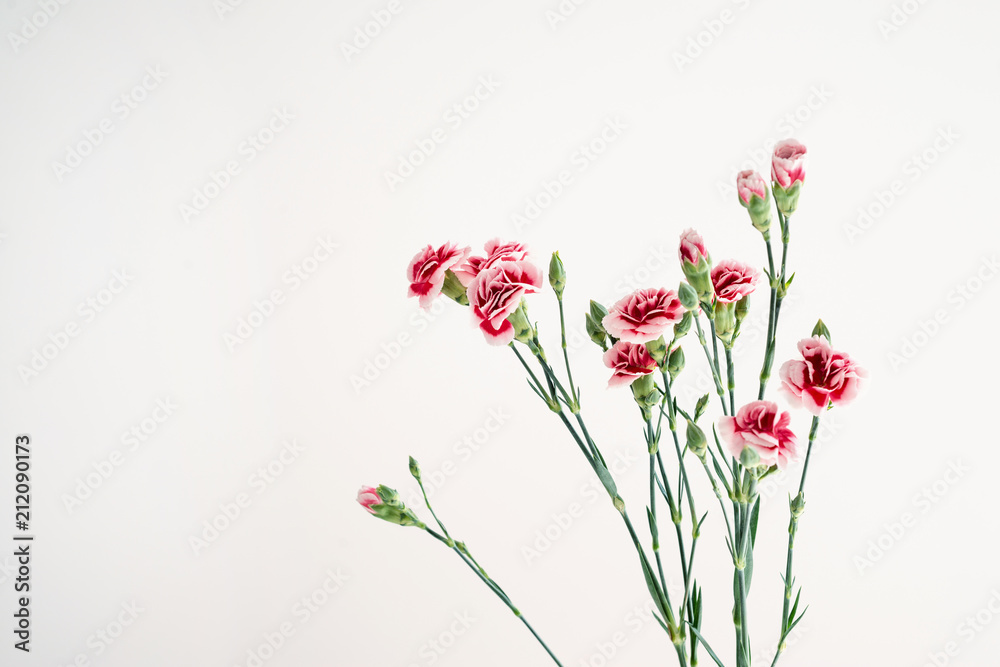 Flowers pink carnations on a white background Flowers pink carnations on a white background