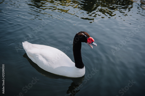 high angle view of beautiful white swan with black neck swimming in pond