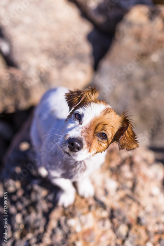 top view portrait of a beautiful cute small dog at the beach. Sitting on the rocks and looking at the camera. Sunset and summer. Holidays