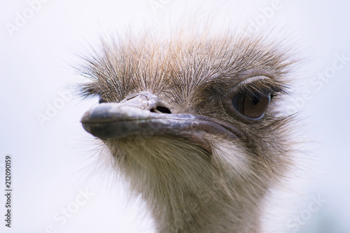 funny ostrich head close-up on a summer farm