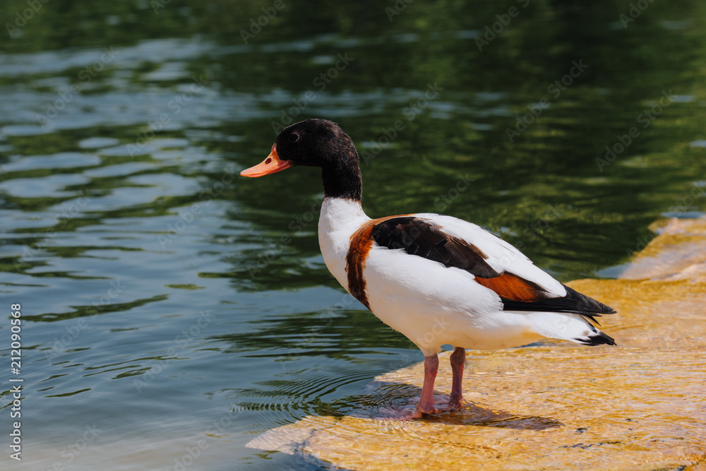 selective focus of duck standing on shallow water