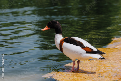selective focus of duck standing on shallow water