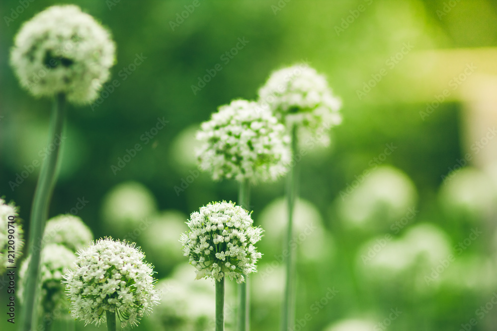 flower, nature, plant, green, spring, flower, nature, plant, green, spring,