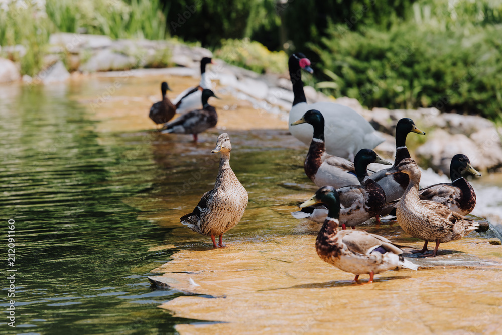 Fototapeta premium selective focus of flock of ducks and swan on shallow water