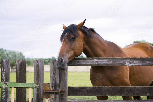pretty horse on a farm near a wooden fence in summer