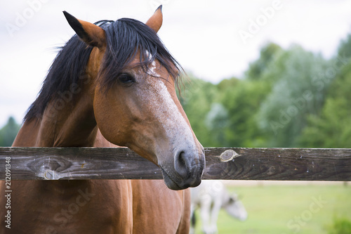 pretty horse on a farm near a wooden fence in summer photo