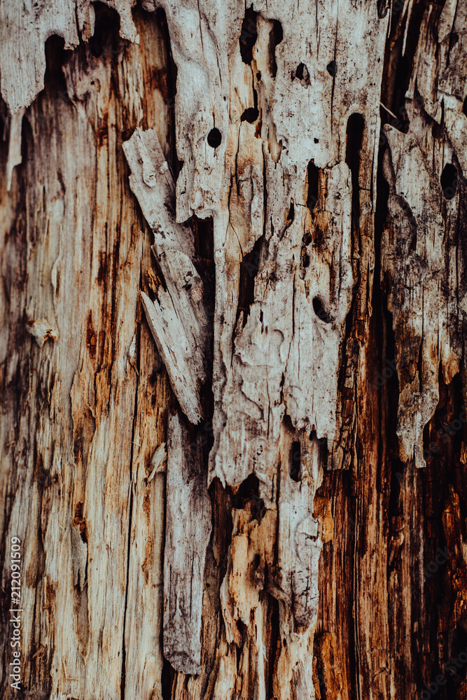Wooden texture. The old log in the village. Wooden texture. The old log in the village.