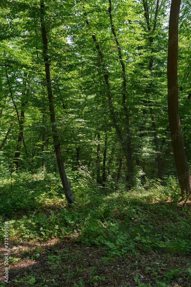 scenic view of green trees with sunlight in forest scenic view of green trees with sunlight in forest