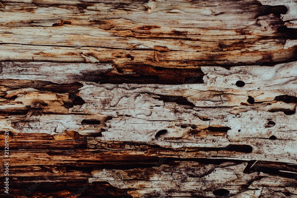 Wooden texture. The old log in the village. Wooden texture. The old log in the village.