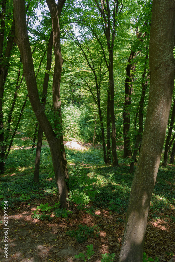 Fototapeta premium selective focus of trees in forest during daytime