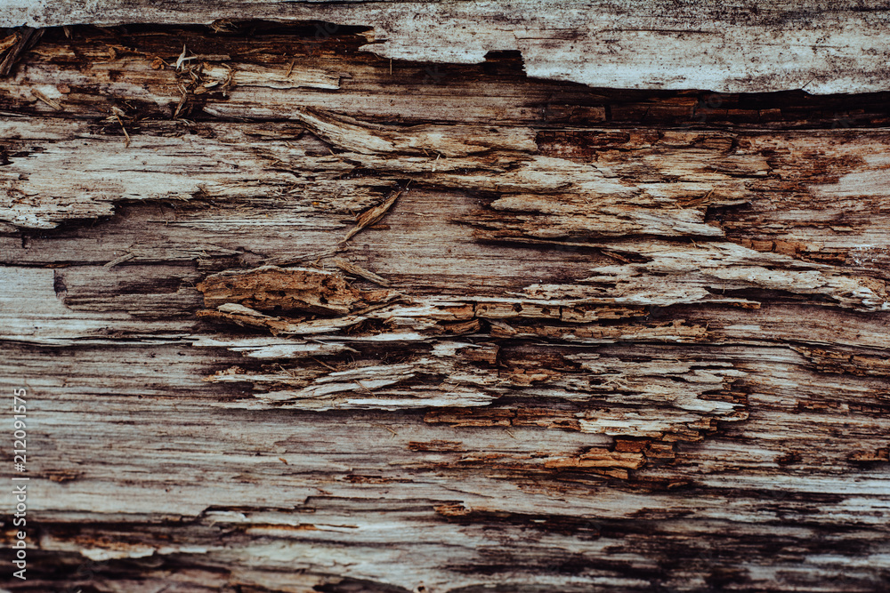 Wooden texture. The old log in the village. Wooden texture. The old log in the village.