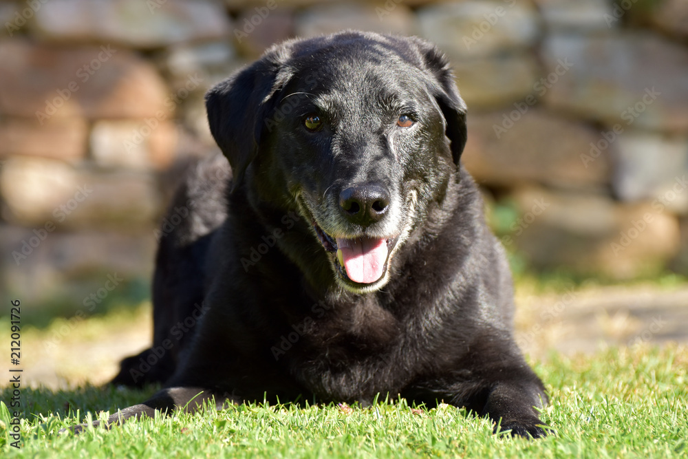 Schwarzer Labrador Retriever