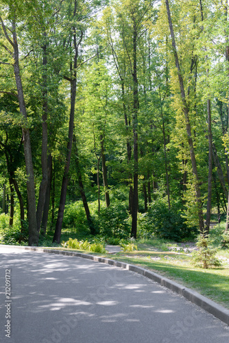 scenic view of asphalt path and trees in park