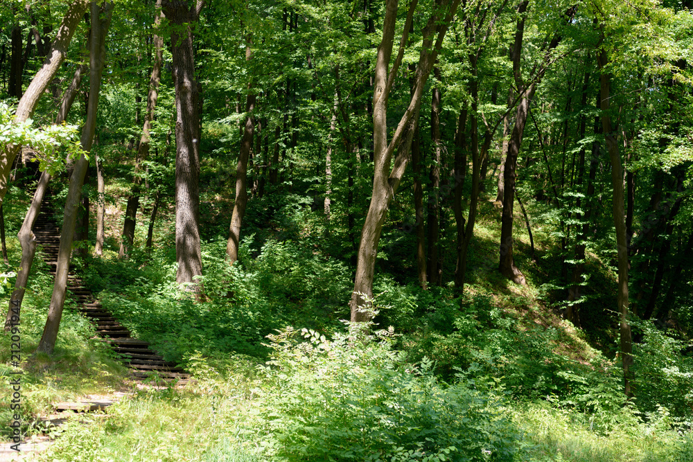 scenic view of stairs and trees with sunlight in park scenic view of stairs and trees with sunlight in park
