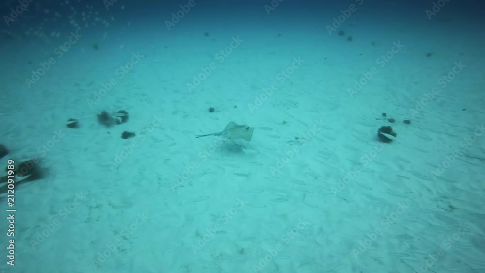 Round Stingray, Fuerteventura Canary Islands Round Stingray, Fuerteventura Canary Islands