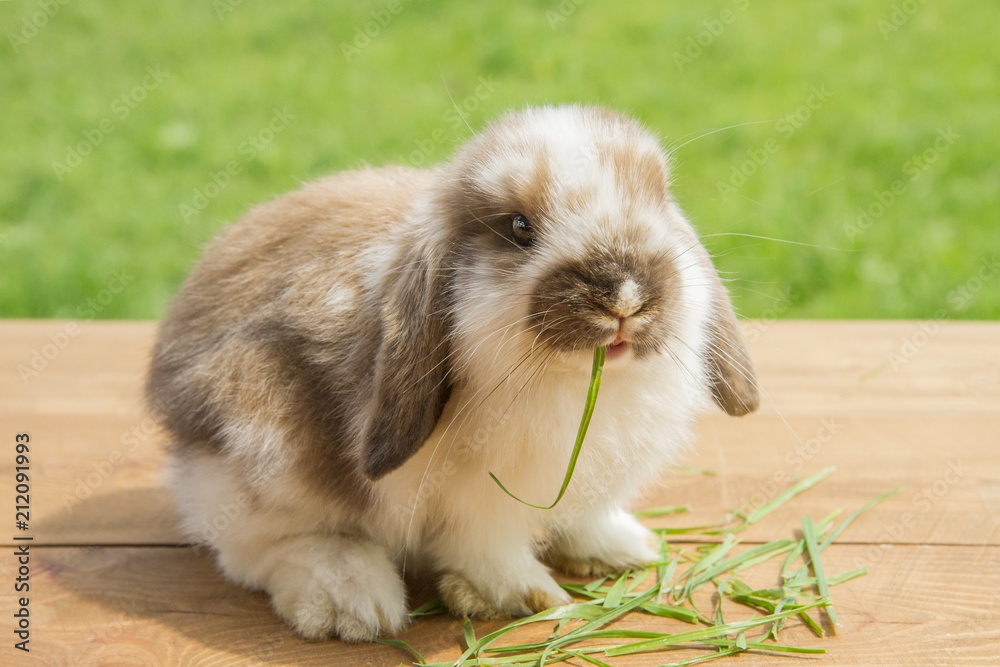 Fototapeta premium red and white little rabbit eating grass on a wooden background and grass.