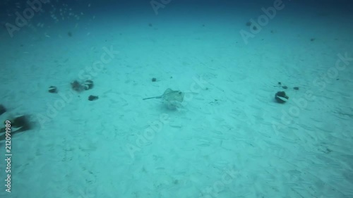 Round Stingray, Fuerteventura Canary Islands photo