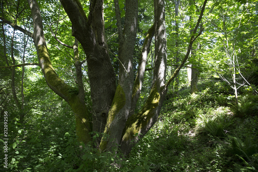 Fototapeta premium shaded woodland