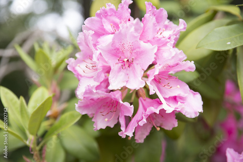 bright pink flower