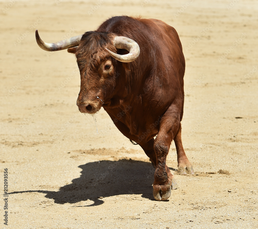 toro rojo en españa