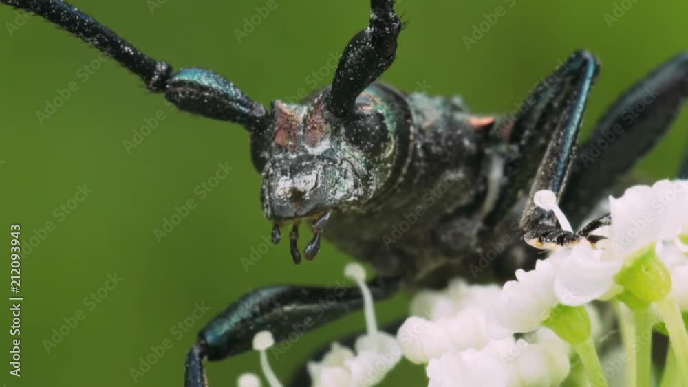 Portrait of the beetle Aromia moschata on white flower of the Heracleum. Macro footage. Portrait of the beetle Aromia moschata on white flower of the Heracleum. Macro footage.