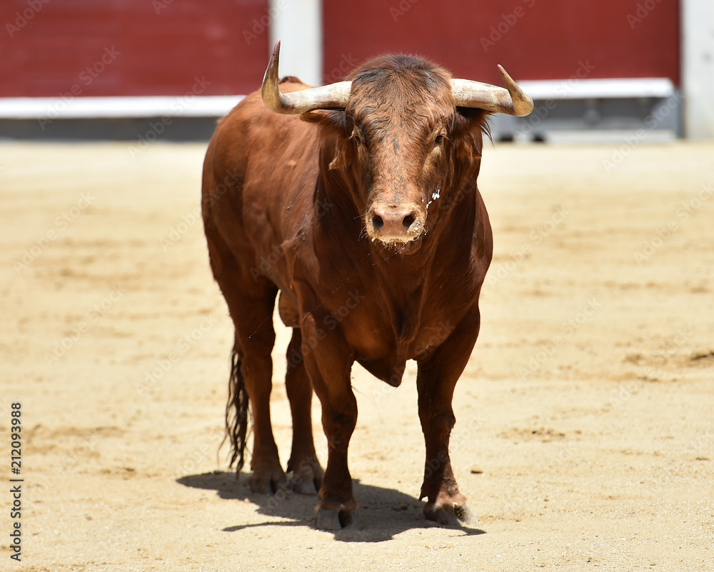 toro rojo en españa toro rojo en españa