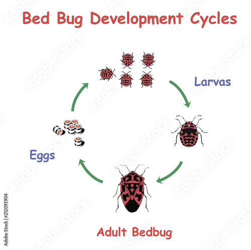 Bed Bug Development round Cycles. Education vector illustration. 