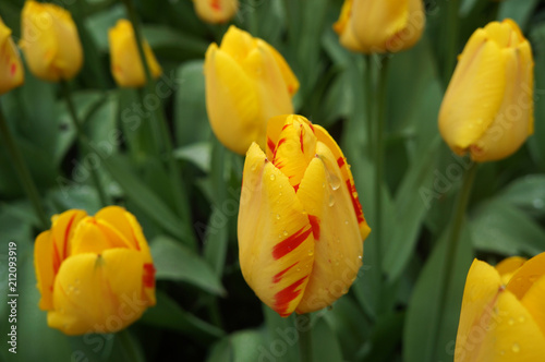 keukenhof Hollande