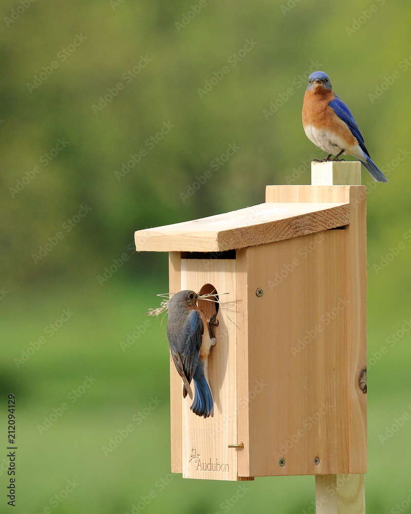 Photo &amp; Art Print A pair of Eastern Bluebirds bring nesting 