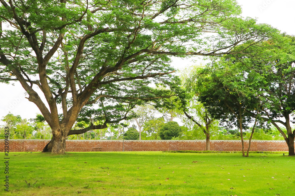 Giant green tree green grass in garden and brick wall Giant green tree green grass in garden and brick wall
