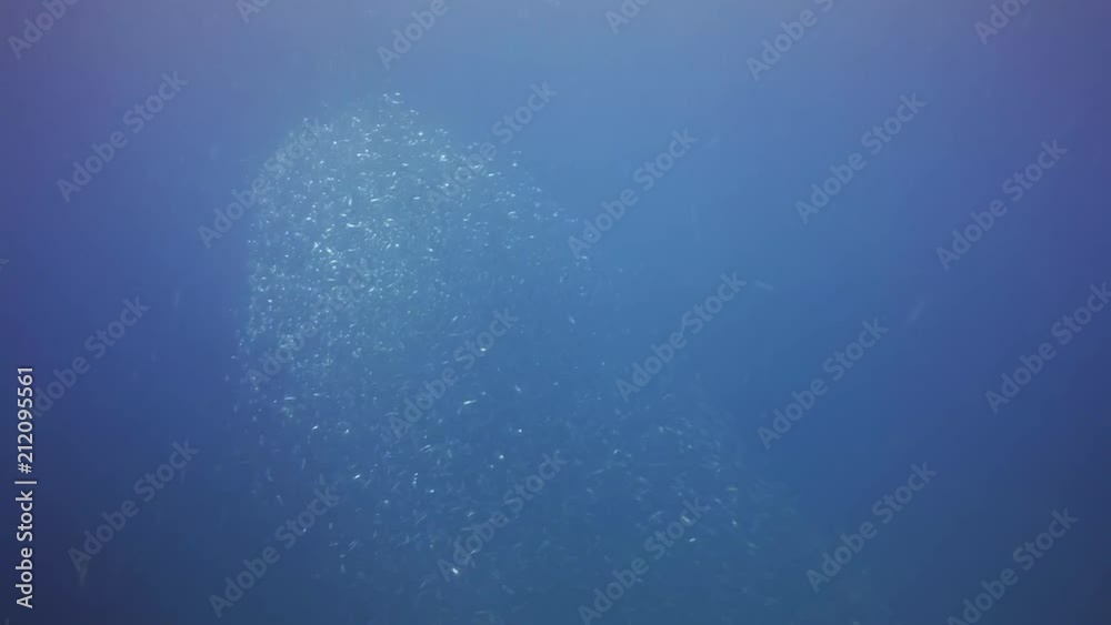 28.06.2018:Corralejo Fuerteventura: diver swims with a group of sardines 28.06.2018:Corralejo Fuerteventura: diver swims with a group of sardines
