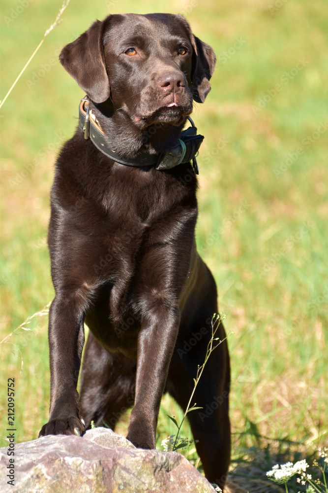 Brauner Labrador Retriever