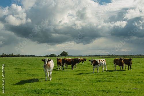 Cows grazing on grassy green field. Countryside landscape with cloudy sky, pastureland for domesticated livestock in Normandy, France. Dramatic sky. Cattle breeding and industrial agriculture concept.