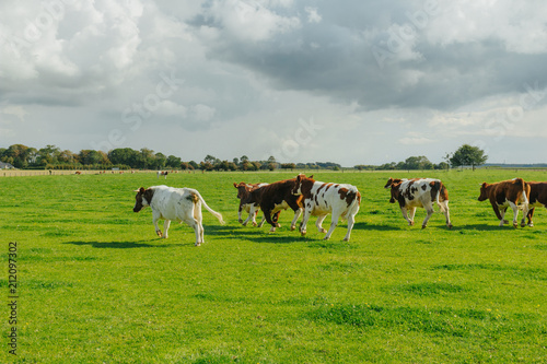 Cows grazing on grassy green field. Countryside landscape with cloudy sky, pastureland for domesticated livestock in Normandy, France. Dramatic sky. Cattle breeding and industrial agriculture concept.