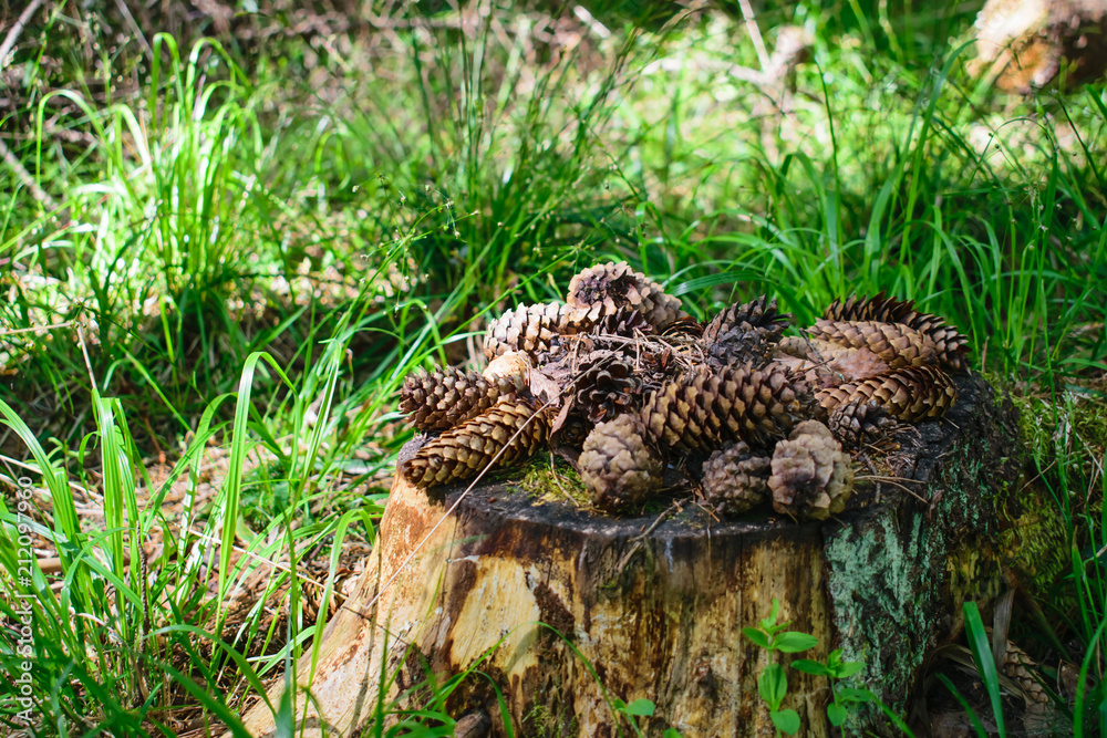 Fir cones on the stump Fir cones on the stump