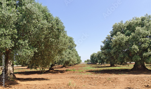 Plantation with olive trees photo