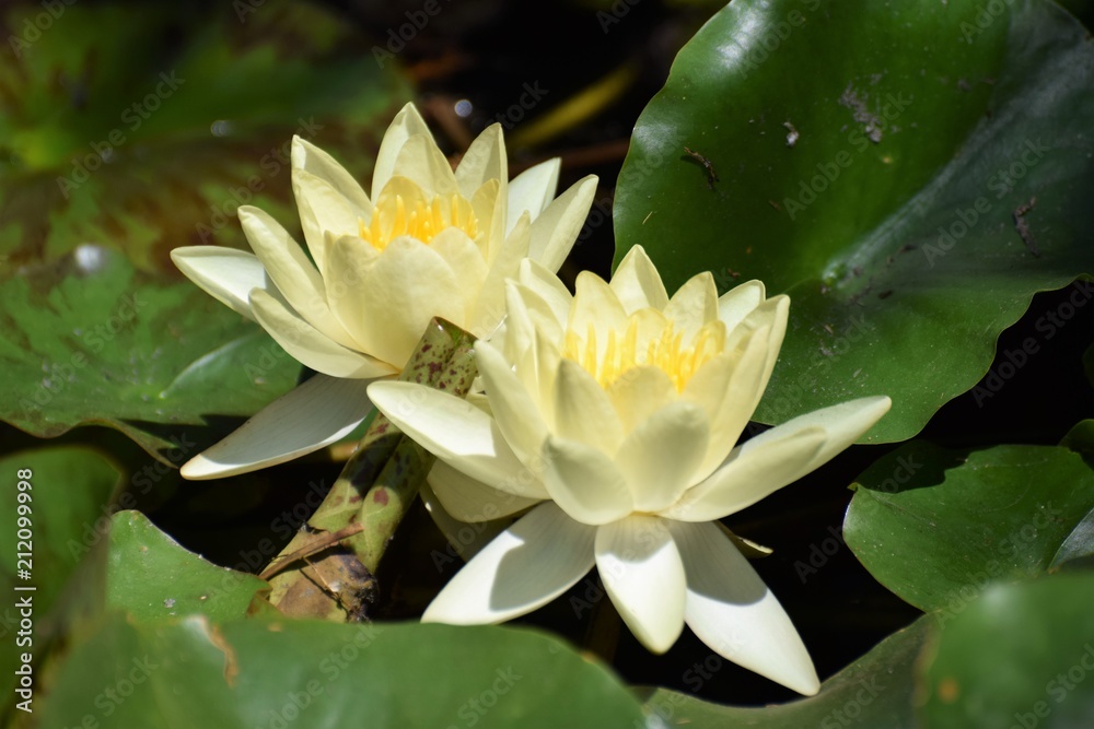beautiful water lily in the pond beautiful water lily in the pond