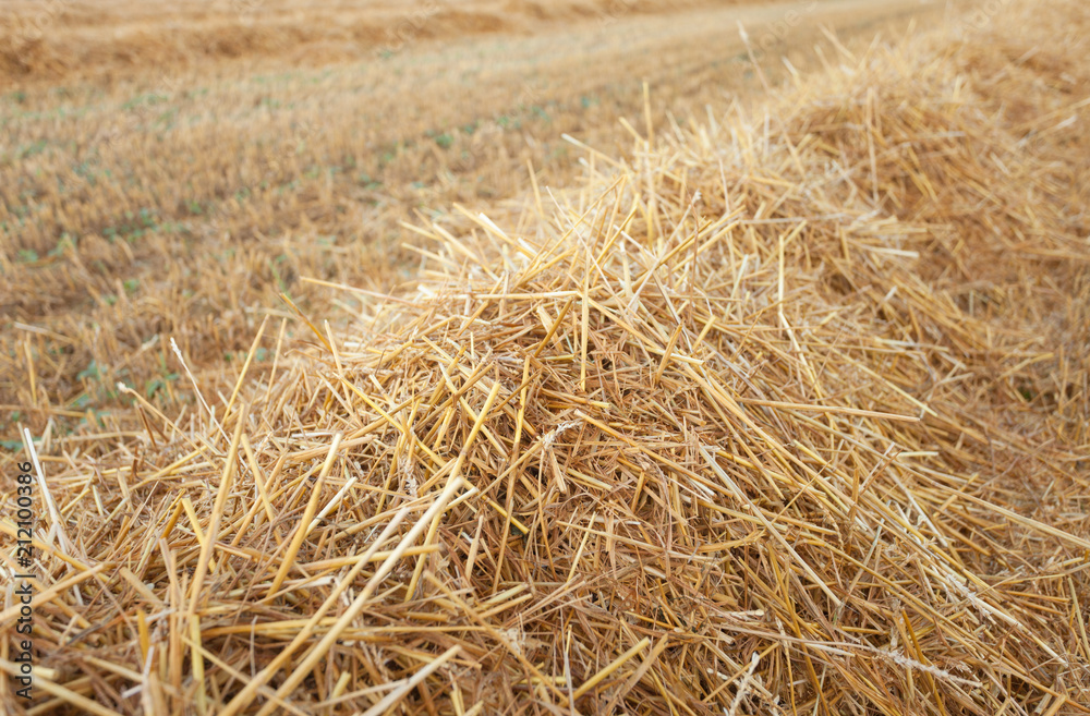 freshly harvested wheat field freshly harvested wheat field