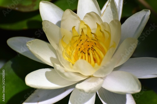 beautiful water lily in the pond