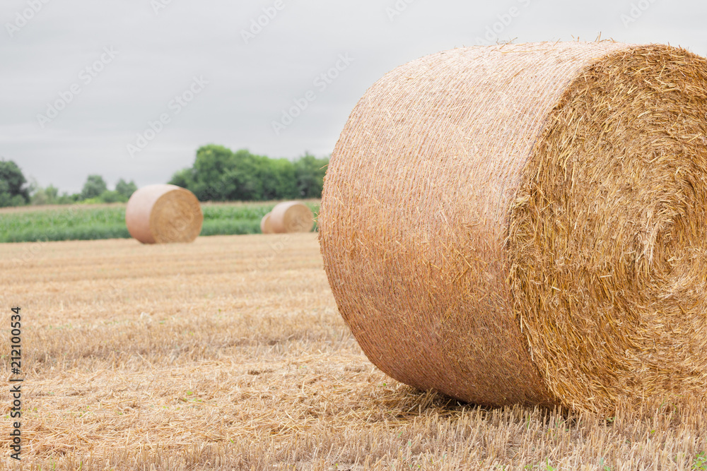 freshly harvested wheat field