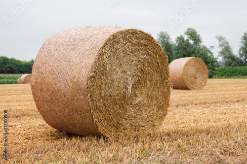 freshly harvested wheat field photo