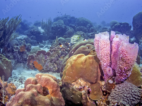 Caribbean coral reef photo