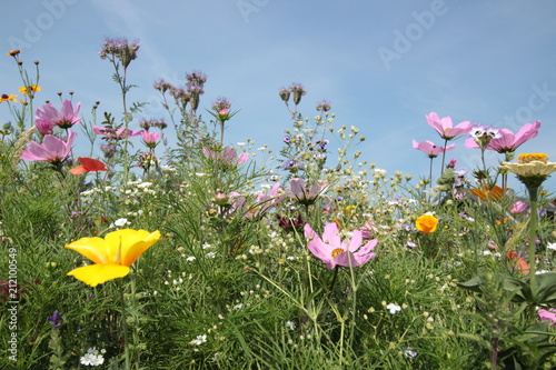 Fototapeta Naklejka Na Ścianę i Meble -  Wildblumen auf einer Wiese im Sommer 