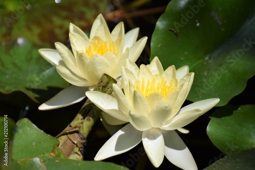 beautiful water lily in the pond