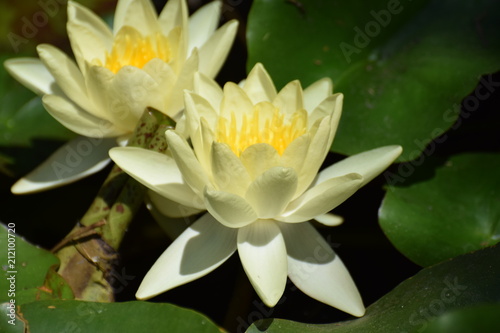 beautiful water lily in the pond