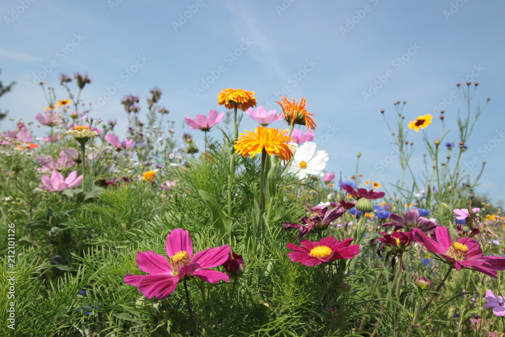 Wildblumen auf einer Wiese im Sommer 