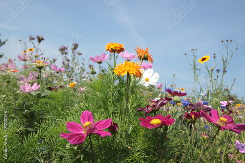 Wildblumen auf einer Wiese im Sommer  © Petra Ballhause