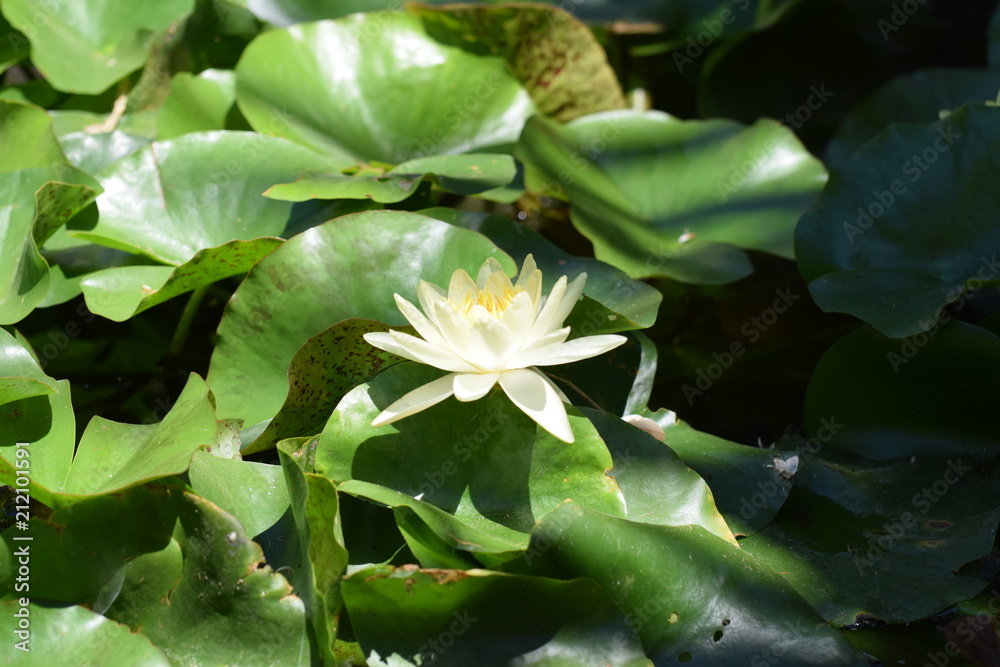 beautiful water lily in the pond beautiful water lily in the pond