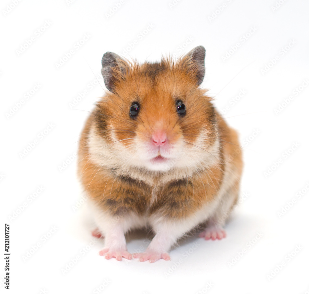 Cute funny Syrian hamster (isolated on white), selective focus on the hamster eyes