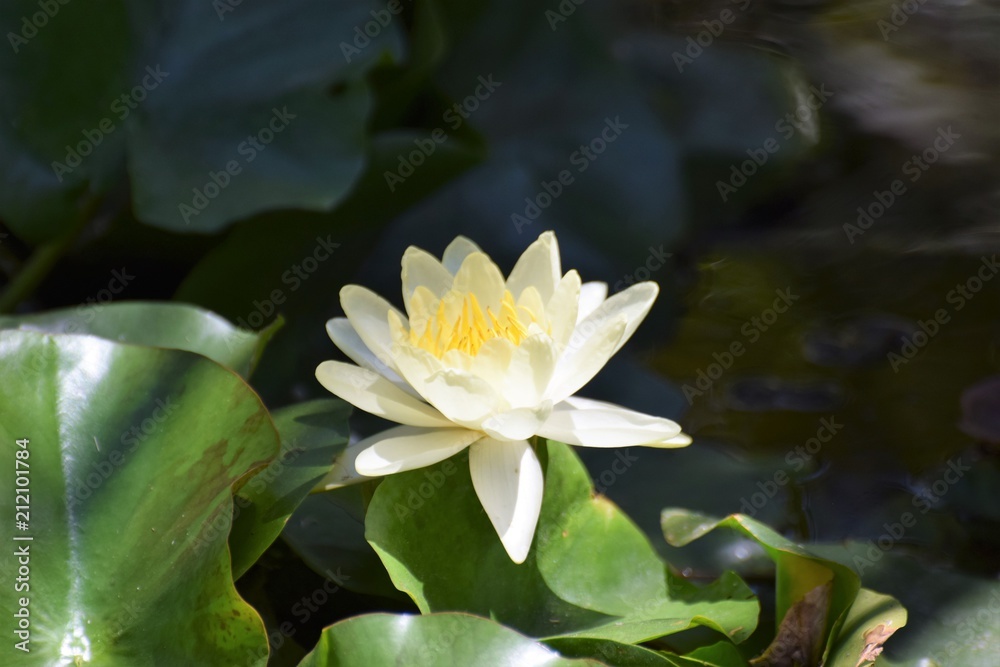 beautiful water lily in the pond beautiful water lily in the pond